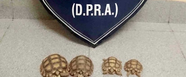 La Policía de Salta no ve con buenos ojos la venta de reptiles por Facebook