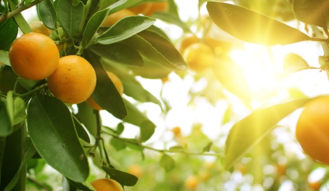 Salta entre las provincias en las que se prohíbe la entrada de frutas cítricas sin procesar