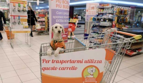 Perros pueden acompañar a sus dueños al supermercado