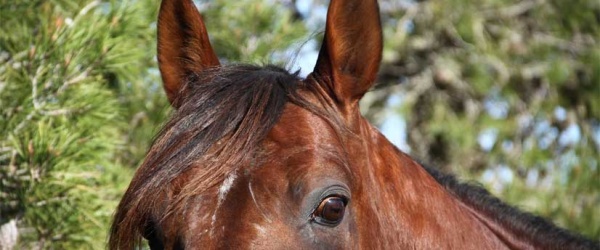 Ingresa en prisión un hombre que mató a palos a su caballo en Mallorca