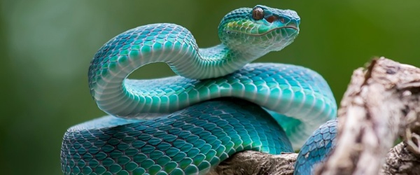 Se celebra hoy el Día Mundial de la Serpiente