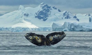 Se celebra hoy el Día Mundial contra la Caza de Ballenas