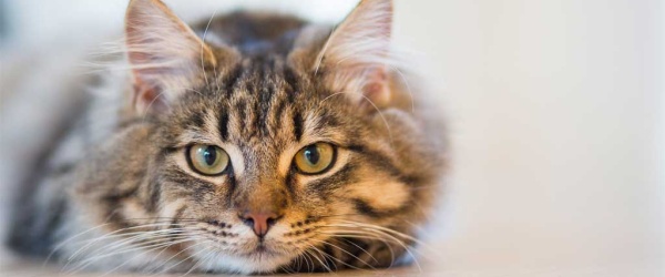 Se celebra hoy el Día Internacional del Gato