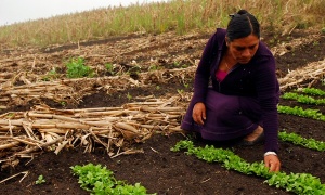 La FAO insta a apoyar a los agricultores para su adaptación al cambio climático