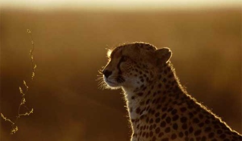 Salvar al jaguar, icónica y amenazada especie de América Latina