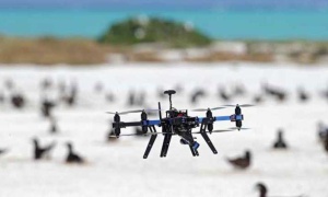 Drones para recuentos más precisos de aves