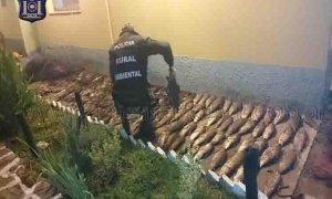 La Policía de Salta secuestra bagres, sábalos y viejas del agua en un operativo de control de pesca