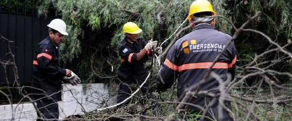La Municipalidad de Salta retira un árbol de gran porte por riesgo de caída