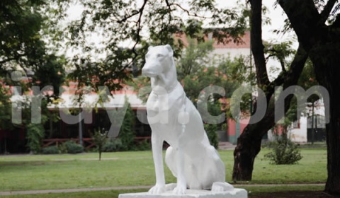 La Argentina celebra hoy el Día del Animal