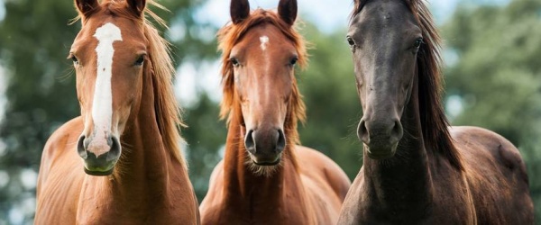 Se celebra hoy el Día Nacional del Caballo