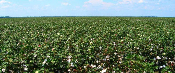 Provincias productoras debaten sobre la producción del algodón