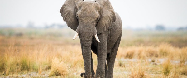Se celebra hoy el Día Mundial del Elefante
