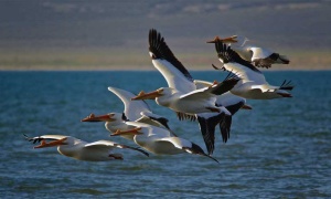 9-10 de mayo: Día Mundial de las Aves Migratorias 2016