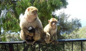 Los humanos y los monos cuando envejecen tienen menos amigos