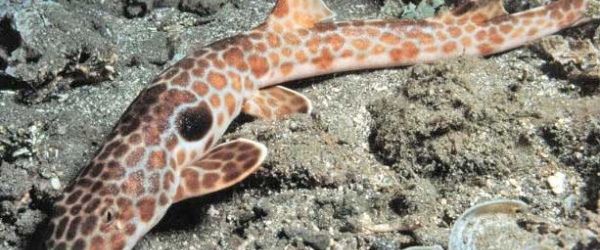 La FAO ayudará para que la pesca de aguas profundas sea sostenible
