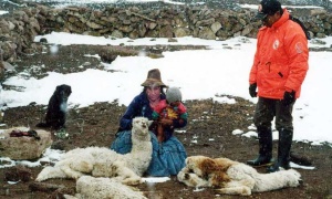 Adaptación al cambio climático: Mantas térmicas para alpacas