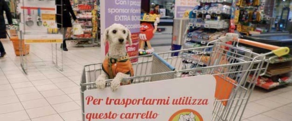 Perros pueden acompañar a sus dueños al supermercado