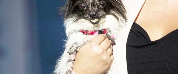 Peanut gana el concurso del perro más feo del mundo