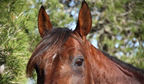 Ingresa en prisión un hombre que mató a palos a su caballo en Mallorca