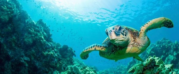 23 de mayo: Día Mundial de la Tortuga