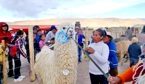 Medio centenar de productores en la 2ª Feria Ganadera de Camélidos de la Puna