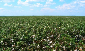 Provincias productoras debaten sobre la producción del algodón