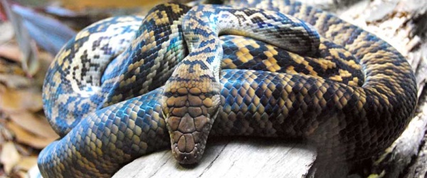 Se celebra hoy el Día Mundial de la Serpiente