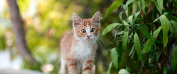 Se celebra hoy el Día Internacional del Gato