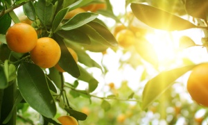 Salta entre las provincias en las que se prohíbe la entrada de frutas cítricas sin procesar