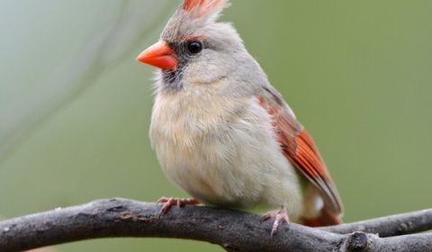 Concurso fotográfico de aves silvestres en Salta