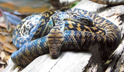 Se celebra hoy el Día Mundial de la Serpiente