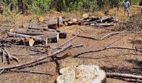 Un tercio de las áreas protegidas del mundo están degradadas debido a malas prácticas humanas