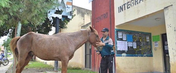 Una fundación privada recupera a los antiguos caballos carreros de Salta
