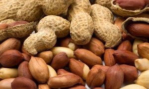 El 80% de la producción de maní argentino es para la exportación