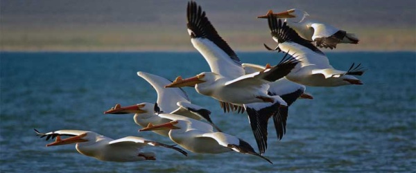 Proteger a las aves: Ser la solución a la contaminación de plástico