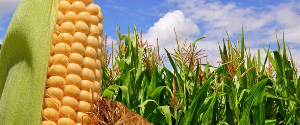 El índice de precios de los alimentos de la FAO sube en un entorno de peores perspectivas para el maíz