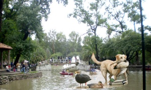 La Secretaría de Ambiente detecta escasez de oxígeno en el lago del parque San Martín