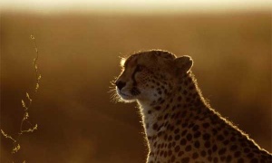 Salvar al jaguar, icónica y amenazada especie de América Latina