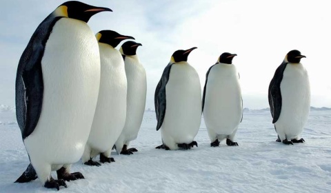 Día Mundial del Pingüino: Amenazado por el cambio climático y la contaminación