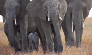 4 de octubre: Día Mundial de los Animales