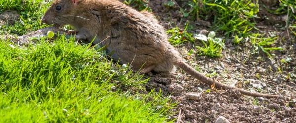 La Municipalidad de Salta cobrará el saneamiento de un 'foco infeccioso' a su propietario