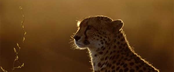 Salvar al jaguar, icónica y amenazada especie de América Latina