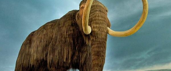 Los mamuts se extinguieron por un abrupto calentamiento global, según un estudio