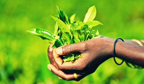 15 de diciembre: Día Internacional del Té