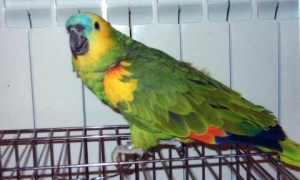 La Policía de Salta secuestra ejemplares de fauna silvestre en una vivienda de El Carril