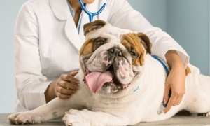 6 de agosto: Día del Veterinario Argentino