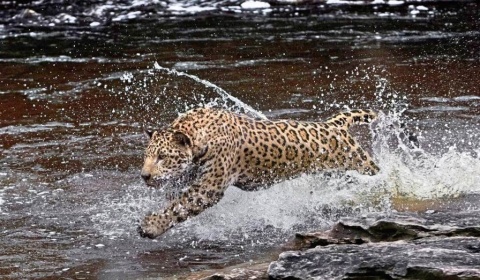 Diez nuevas especies migratorias protegidas por el acuerdo mundial de vida silvestre