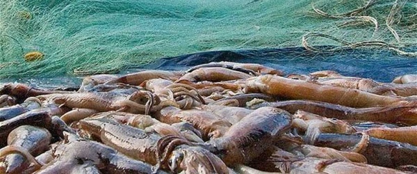 5 de junio: Día internacional de la lucha contra la pesca ilegal, no declarada y no reglamentada