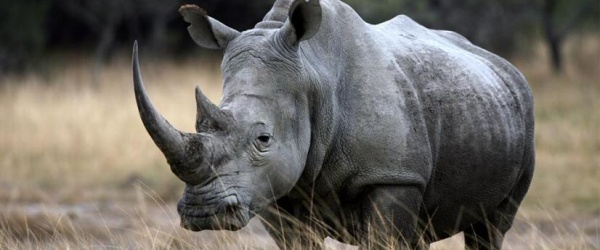 Se celebra hoy el Día Mundial de los Animales