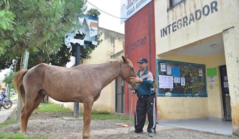 'Caballos judicializados', seguirán guardados en Salta por decisión de un juez
